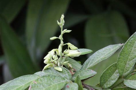 小槐花種植|小槐花的栽培照護方法